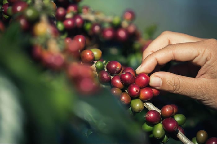 hand picking coffee cherries from coffee plant