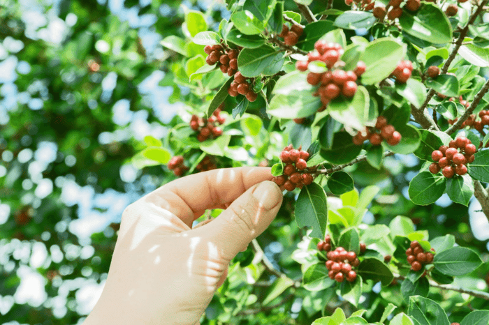 coffee fruit being picked off of coffee tree