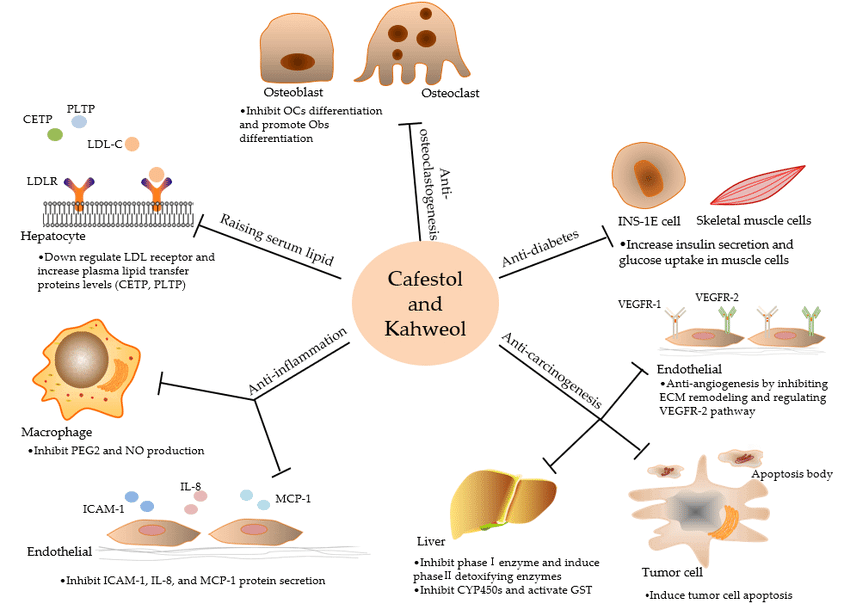 bioactivities and targets of cafestol and kahweol